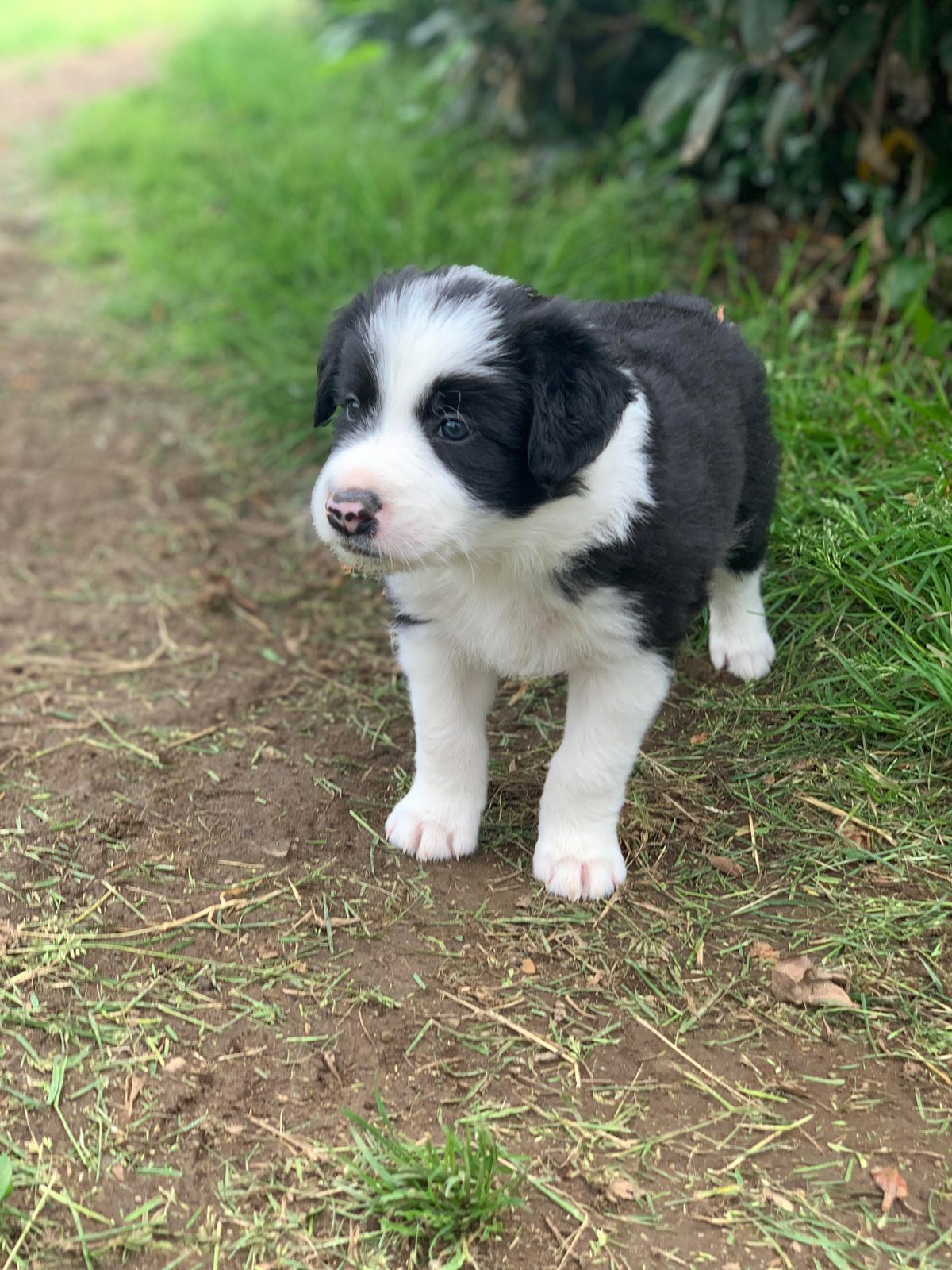 Available Border Collie Puppies