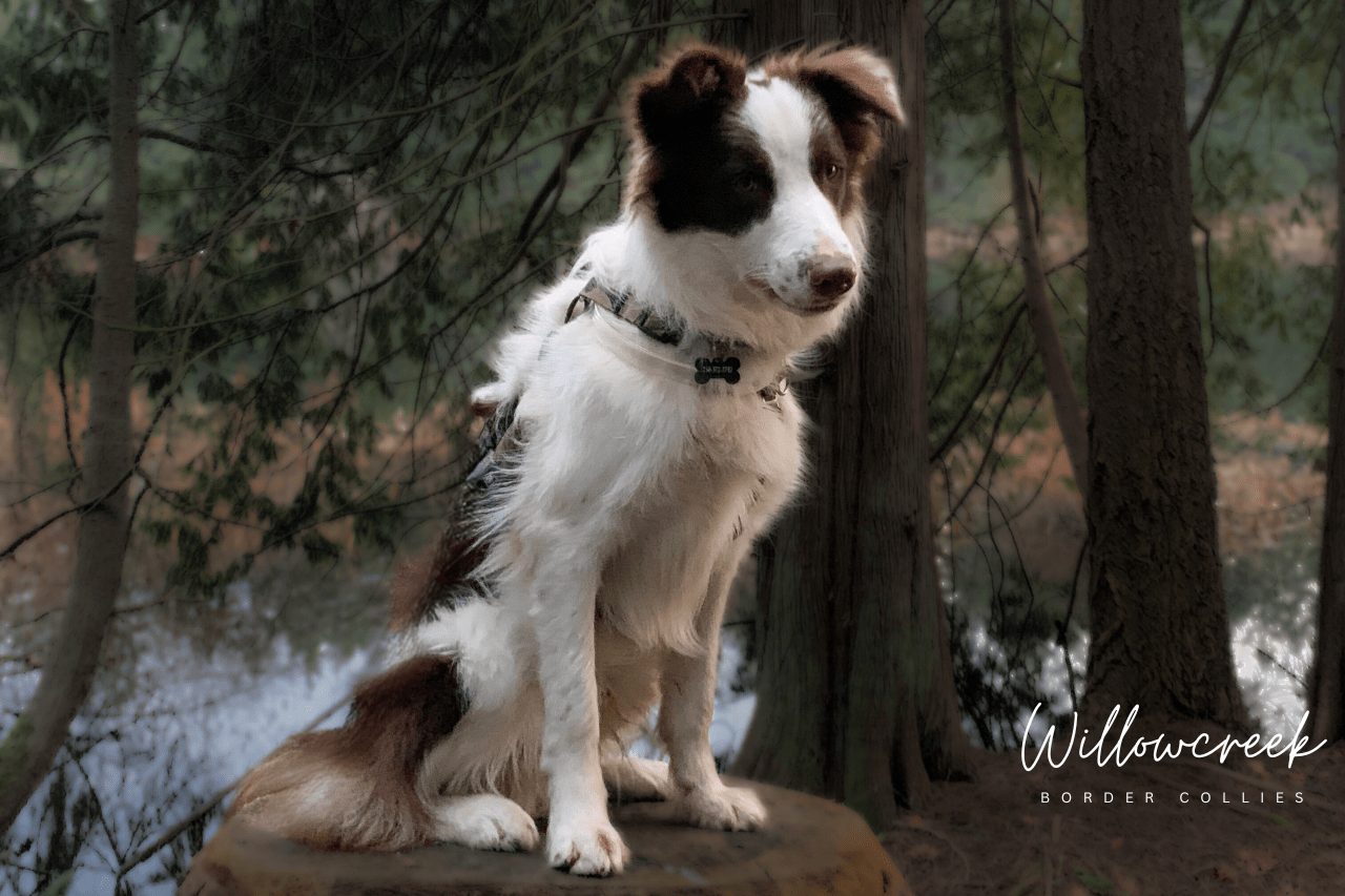Border Collie Puppies
