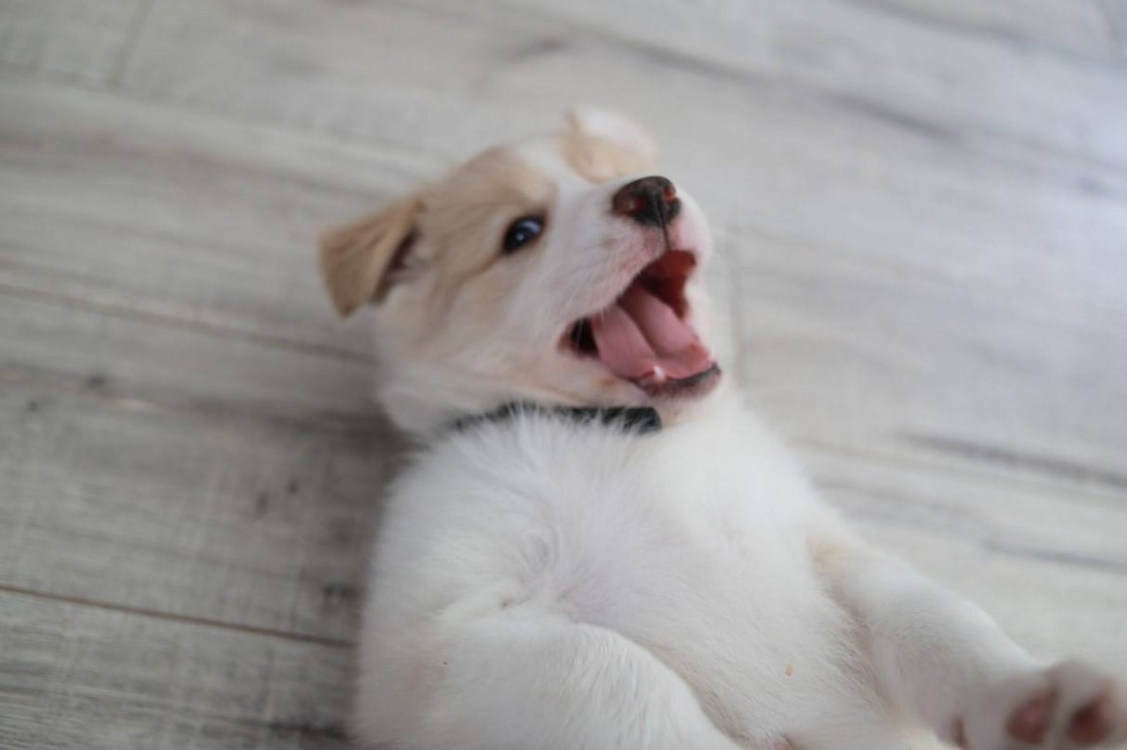Willowcreek Border Collie Puppies | Border Collie Puppies in Canada