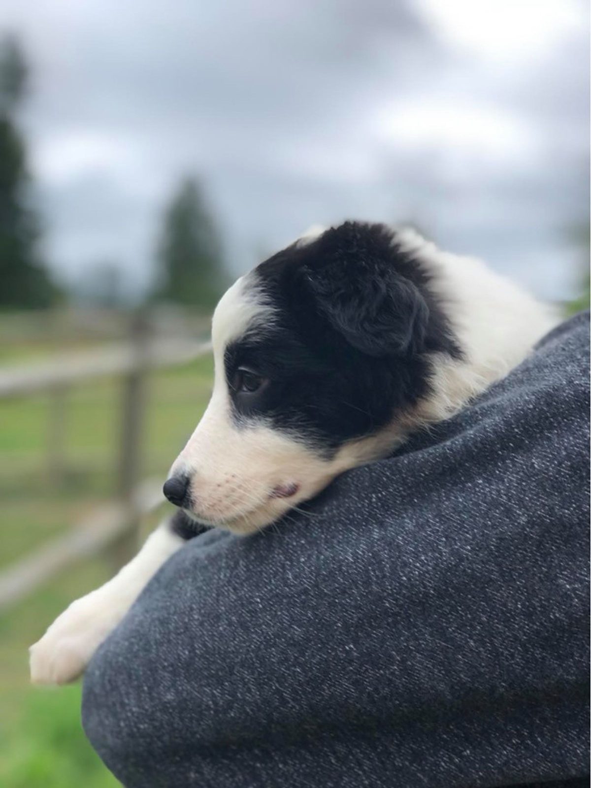 Willowcreek Border Collie Puppies | Border Collie Breeders in Canada