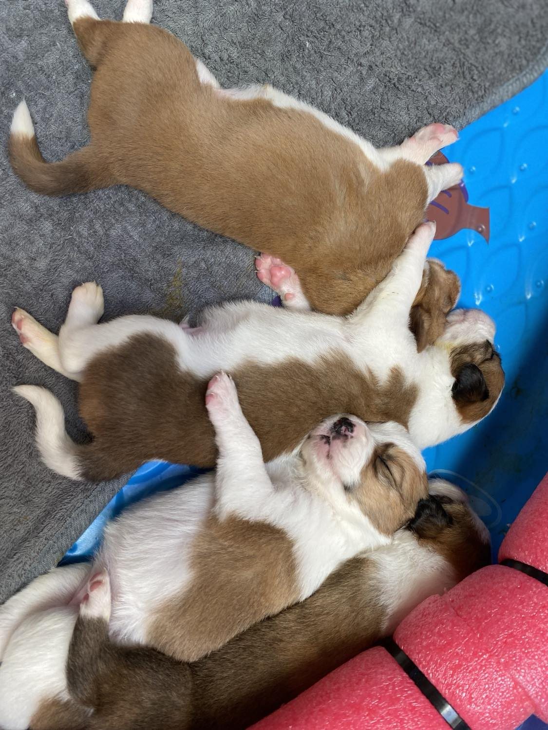 Willowcreek Border Collies | Border Collie Puppies