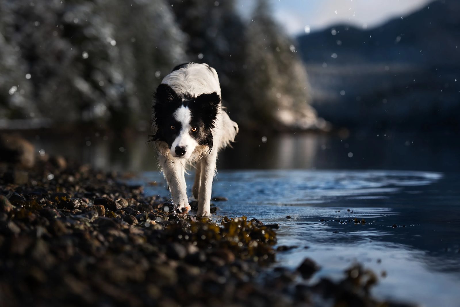 Border Collie Breeders Ontario