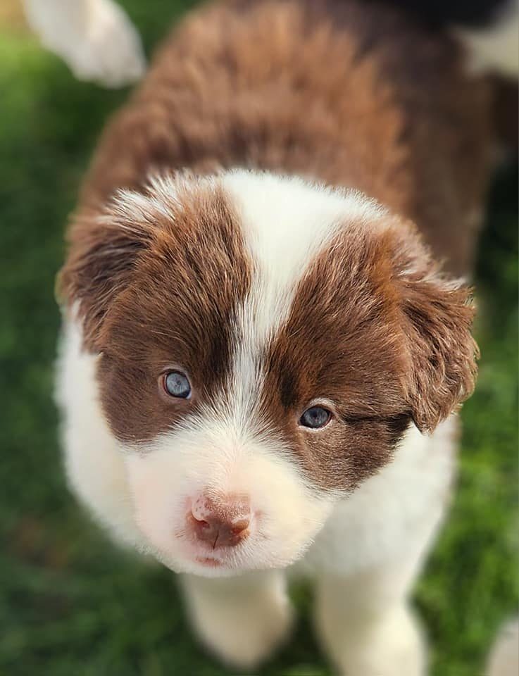 Willowcreek Border Collie Puppies | Border Collie Breeders in Canada