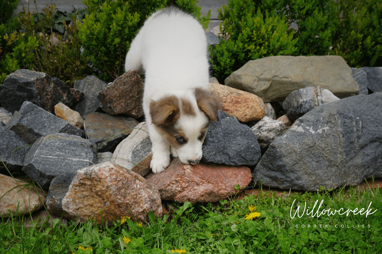What Our Owners Say — Border Collie Breeder Reviews