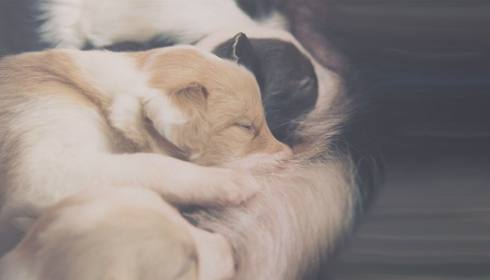 Willowcreek Border Collie Puppies | Border Collie Puppies in Canada