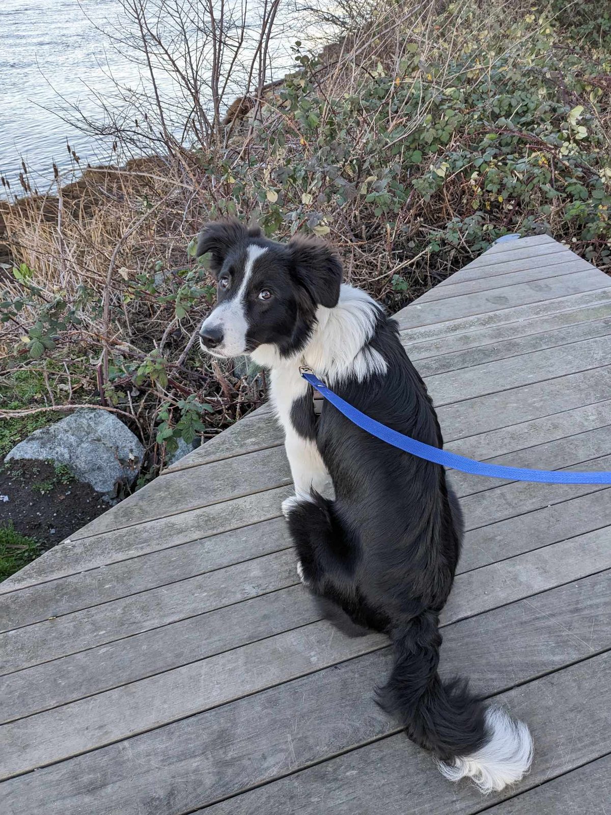 Blue border collie puppies for sale