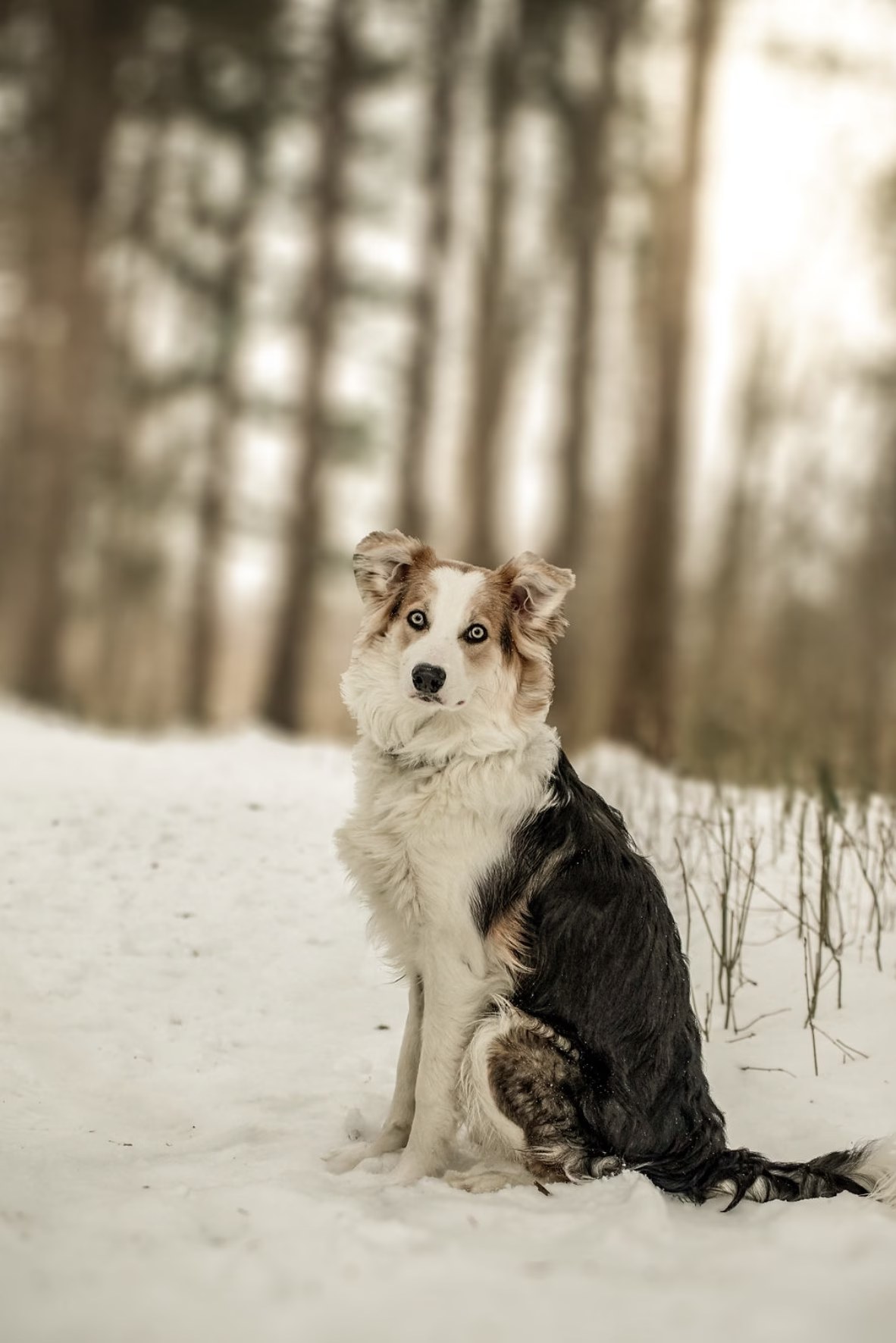 Indy in the winter woods