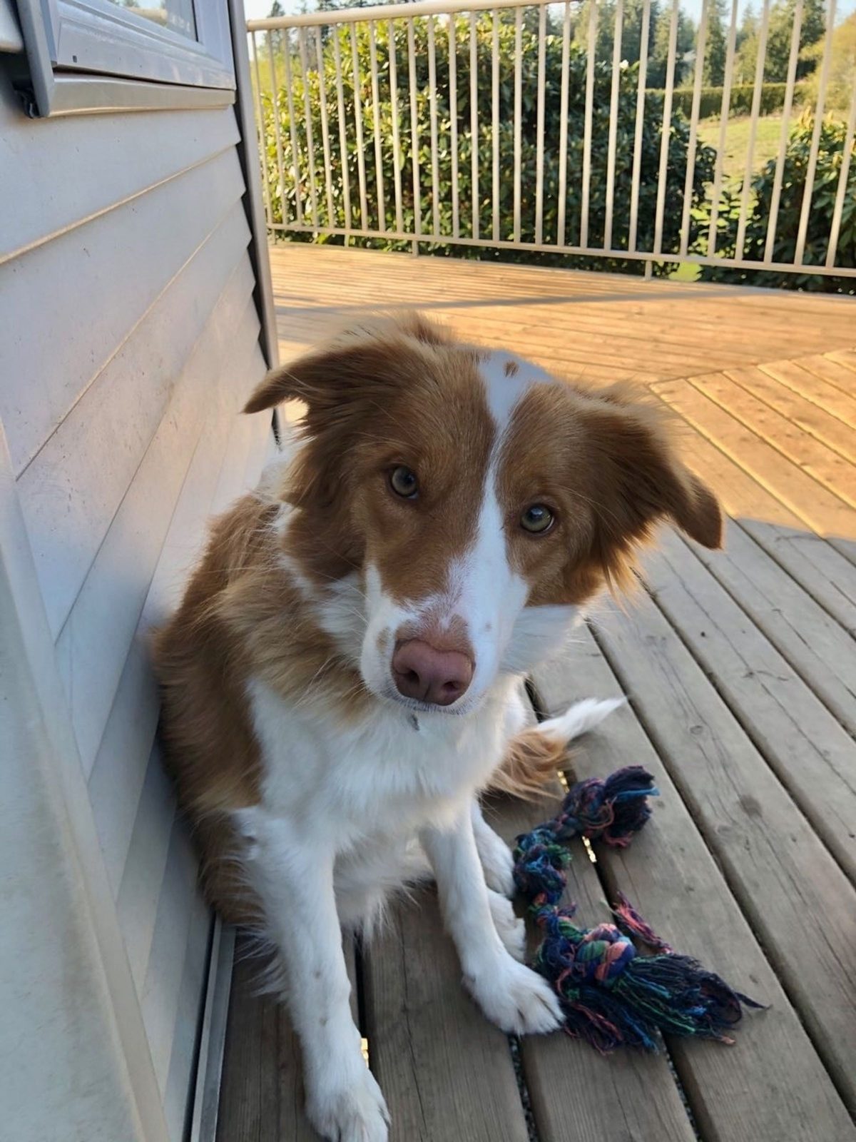 Willowcreek Border Collie Puppies | Border Collie Puppies in Canada