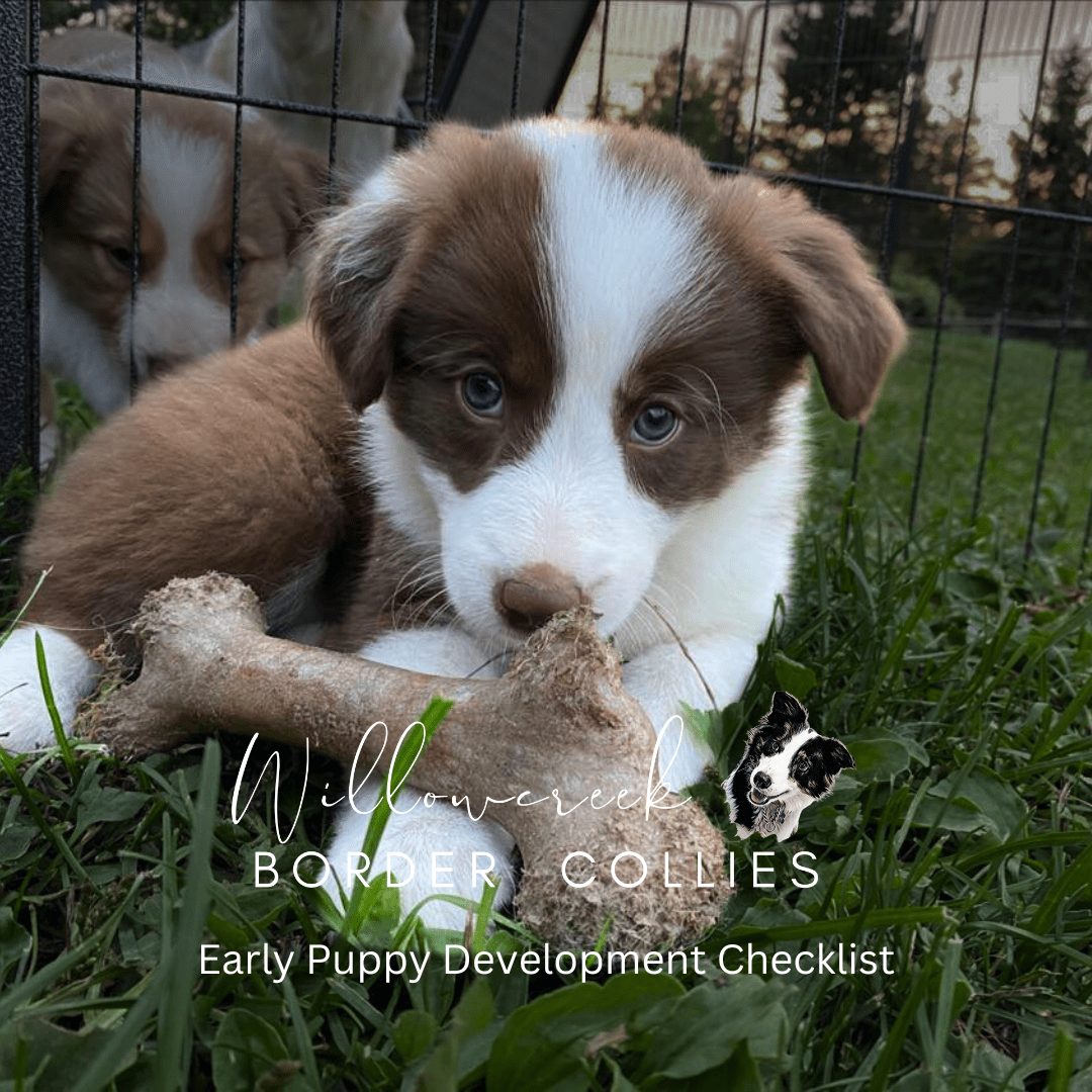 Puppy Development