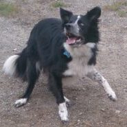 Willowcreek Border Collie Puppies | Border Collie Puppies in Canada