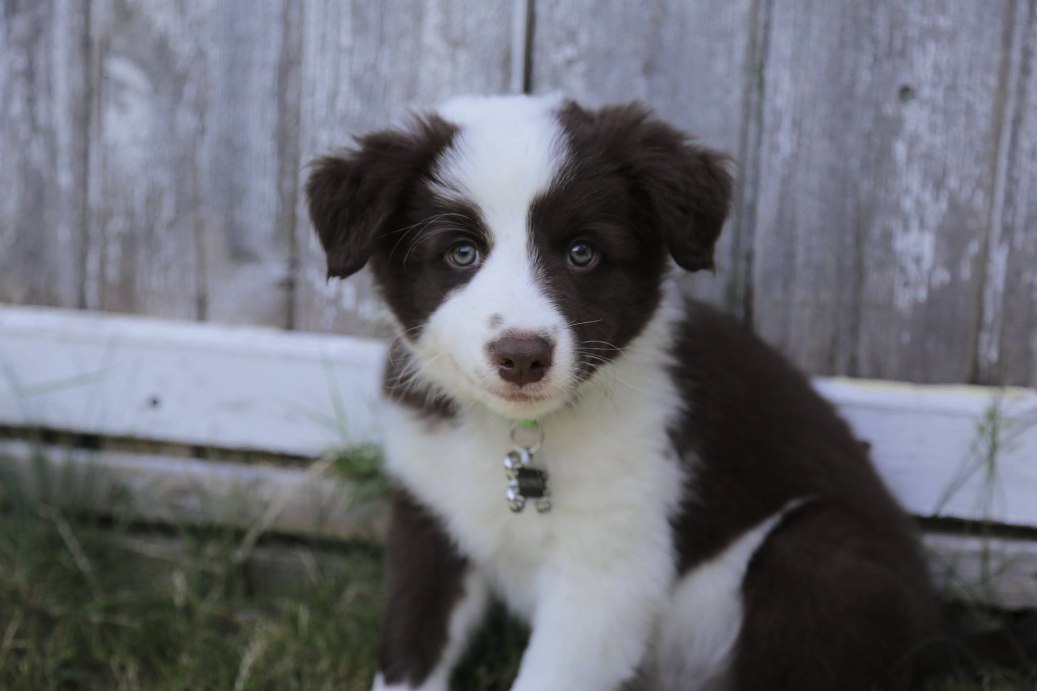 Willow Creek Border Collies – Breeder of purebred Border Collies