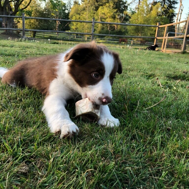 Willowcreek Border Collie Puppies | Border Collie Puppies in Canada