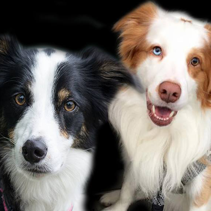 Border Collie History - Willow Creek Border Collies