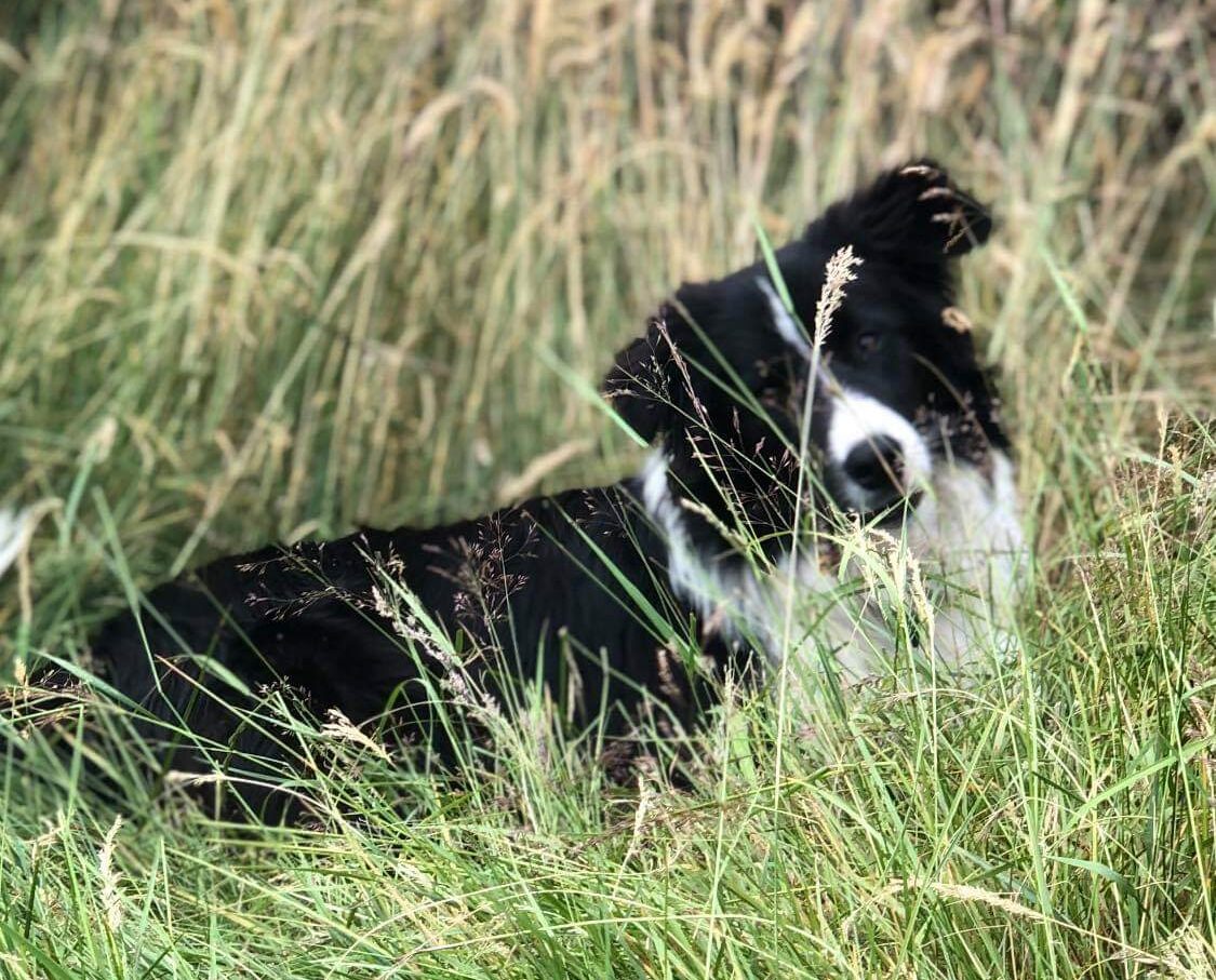 are border collies gentle