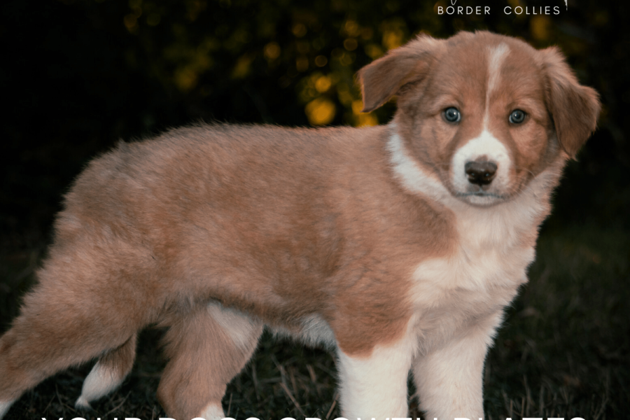 Growth Plates | Border Collie Growth Plates