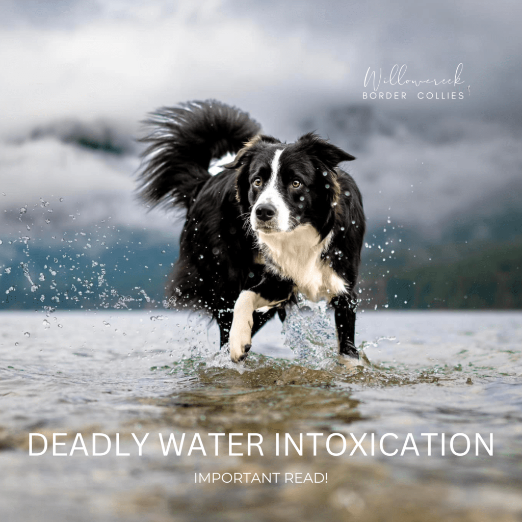 DEADLY WATER INTOXICATION | DOG HEALTH