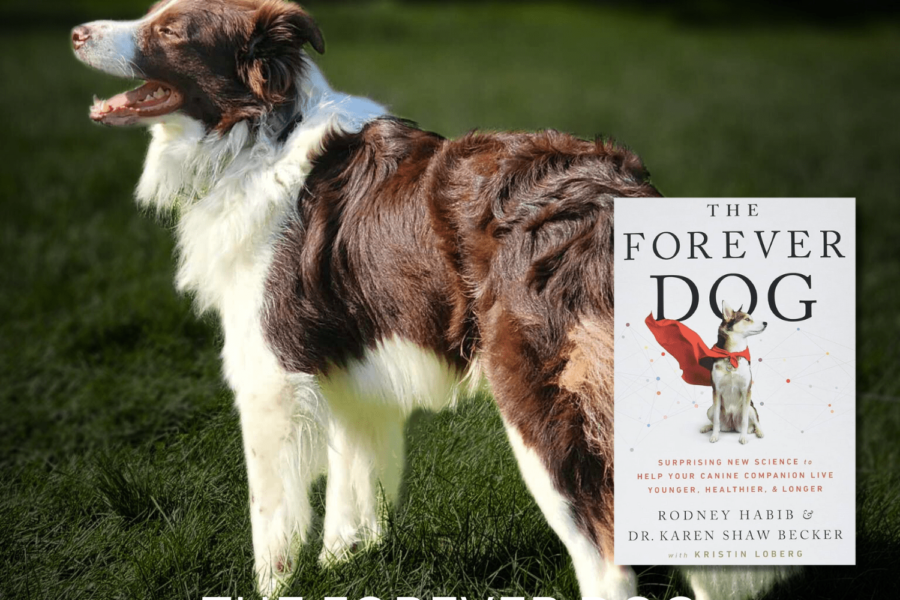 The Forever Dog | #1 Reference Recommendation