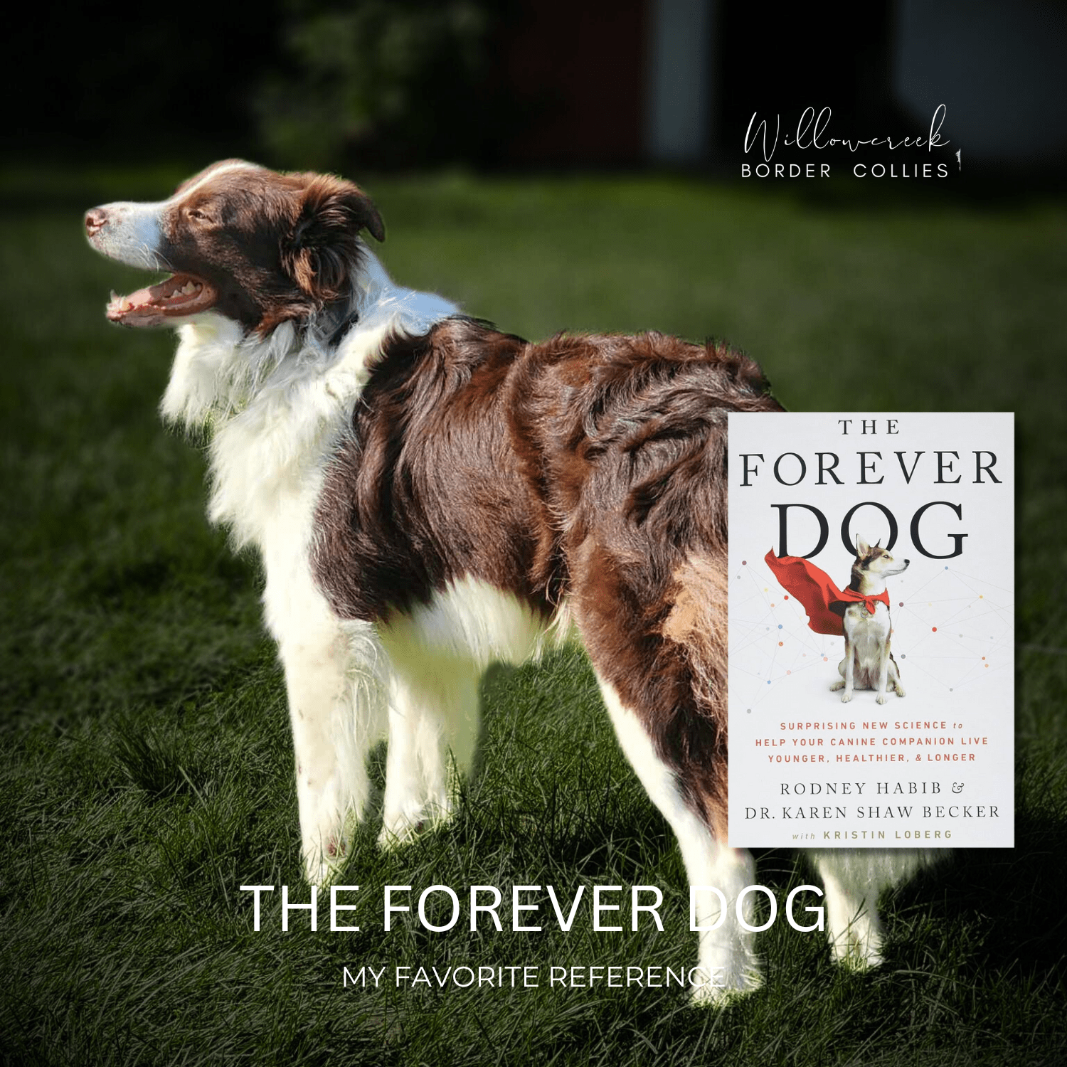 The Forever Dog | #1 Reference Recommendation
