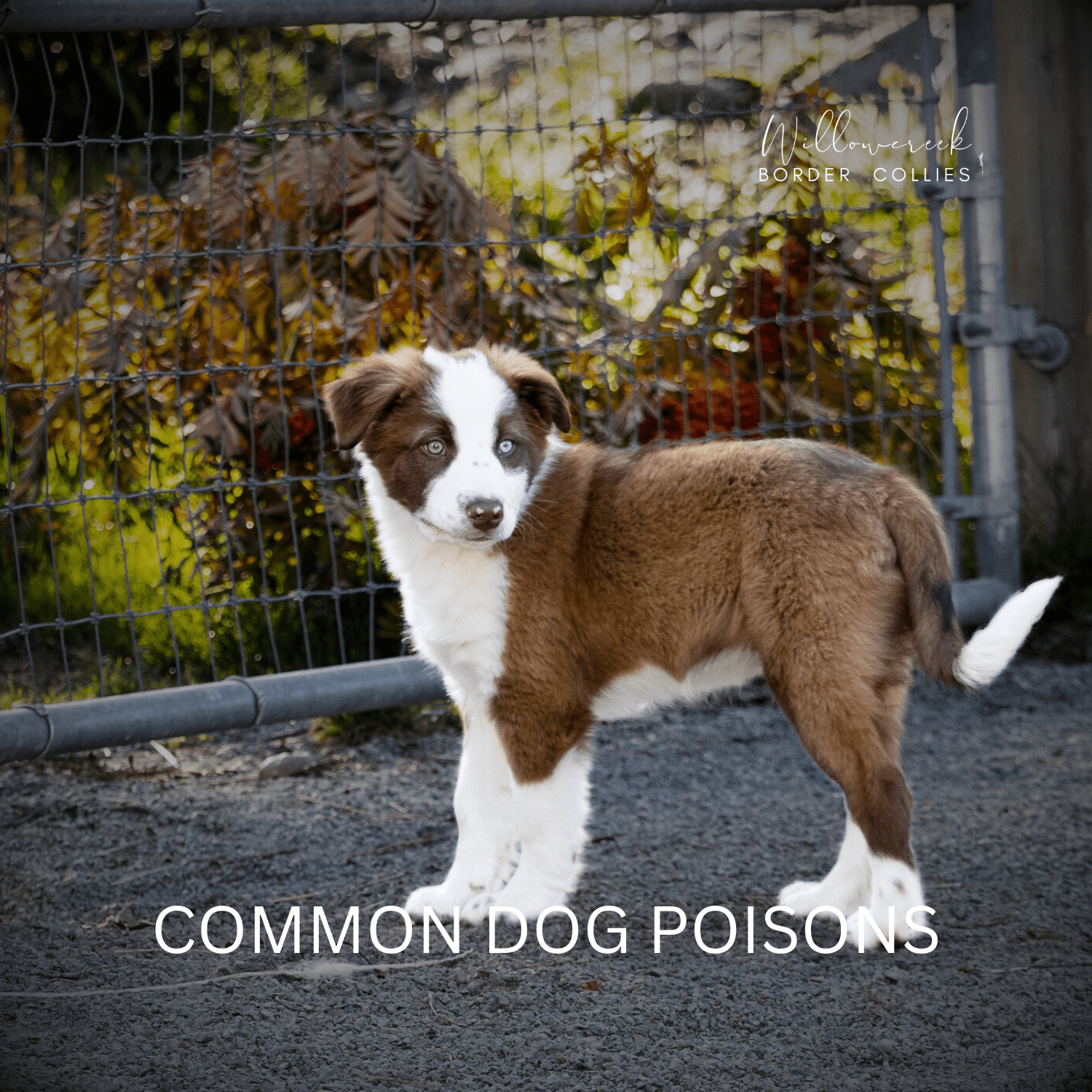 Common Dog Poisons