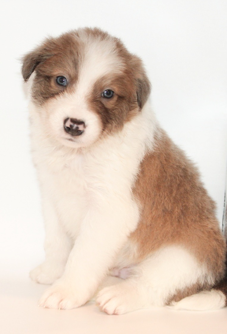Pricing | Border Collie Puppies