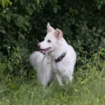 Border Collie Puppies for Sale in Ontario