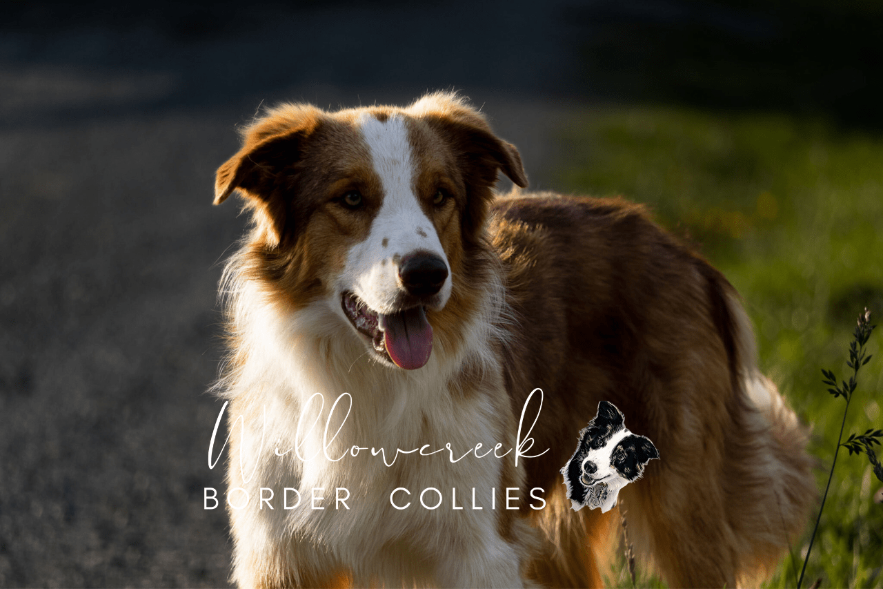 Willowcreek Border Collie Puppies | Border Collie Breeders in Canada