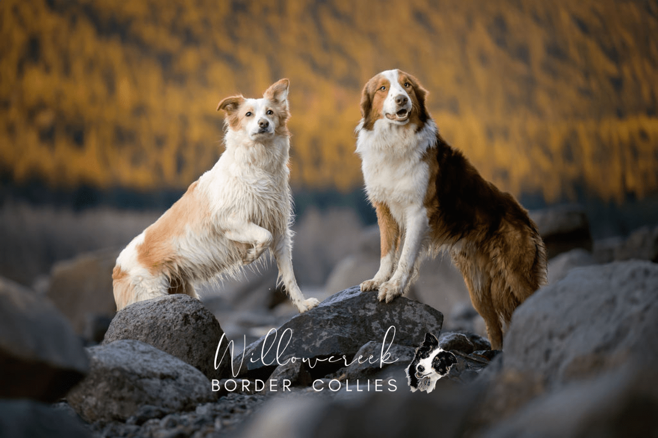 Border Collie Puppies in BC and Ontario