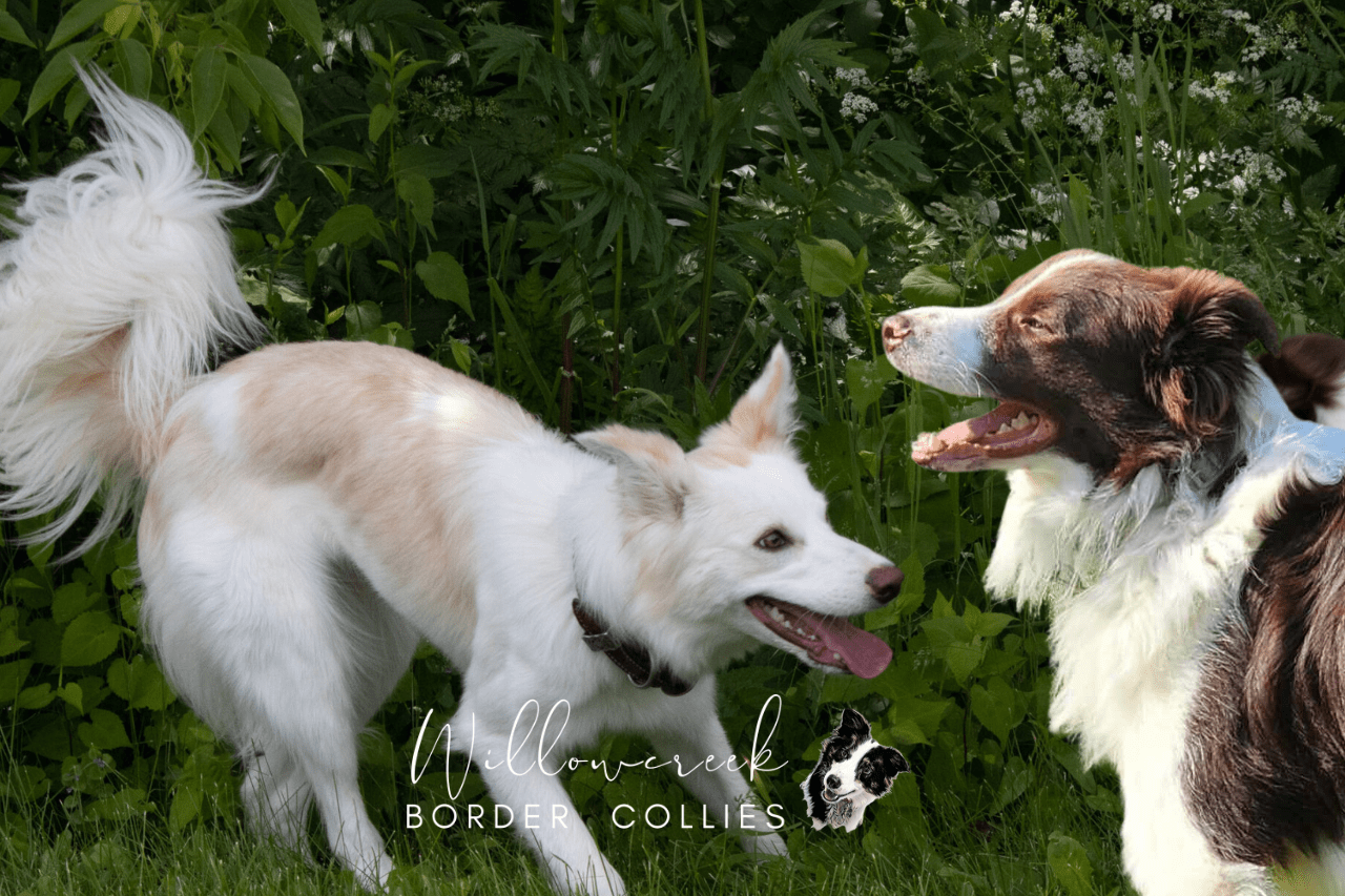 Border Collie Puppies in BC and Ontario