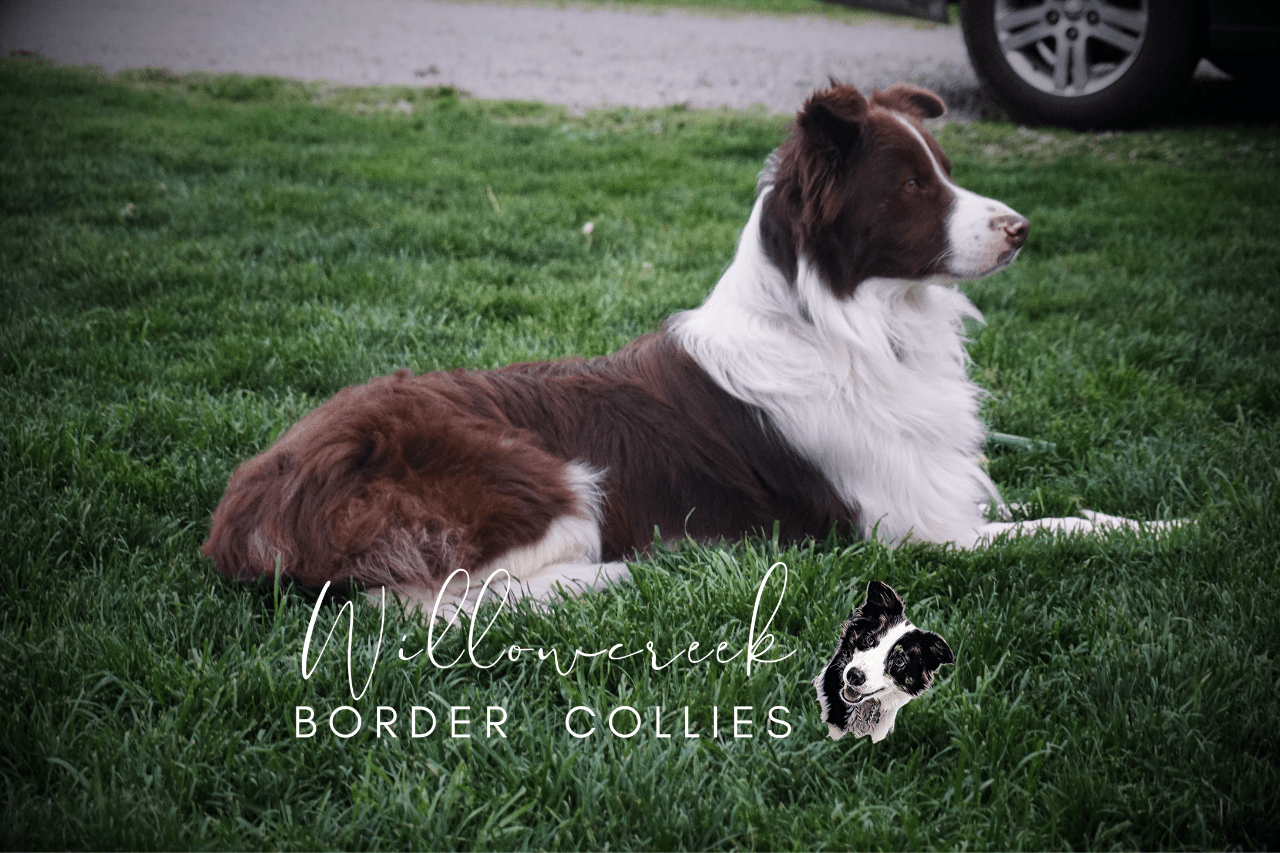 BORDER COLLIE PUPPIES IN BC & ON | UPCOMING MATINGS