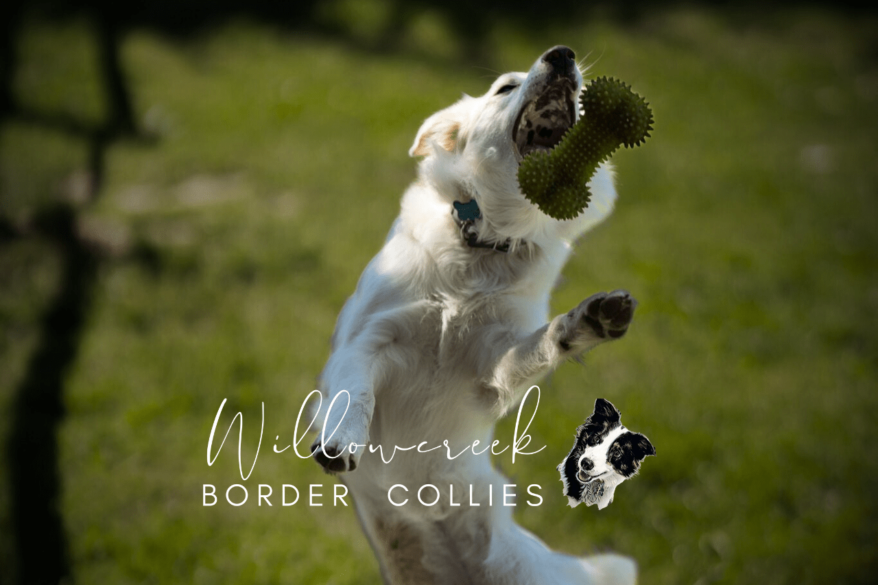 Willowcreek Border Collie Puppies | Border Collie Breeders in Canada
