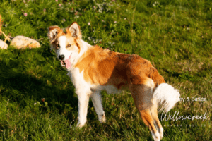 Are Border Collies High or Low Maintenance? 