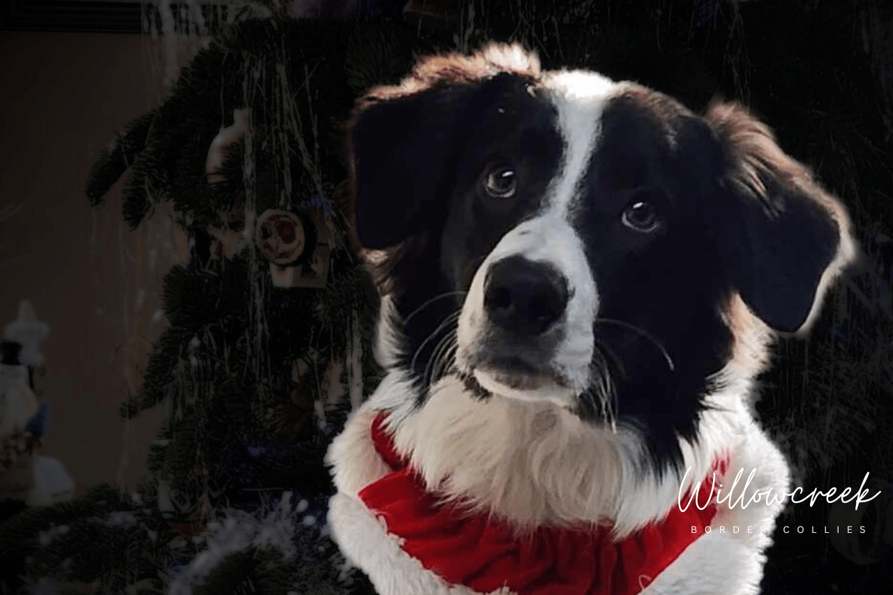 available border collie puppies