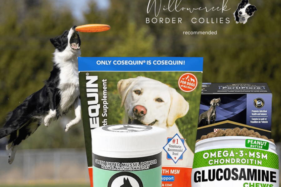 Best Vitamins and Supplements for your Border Collie