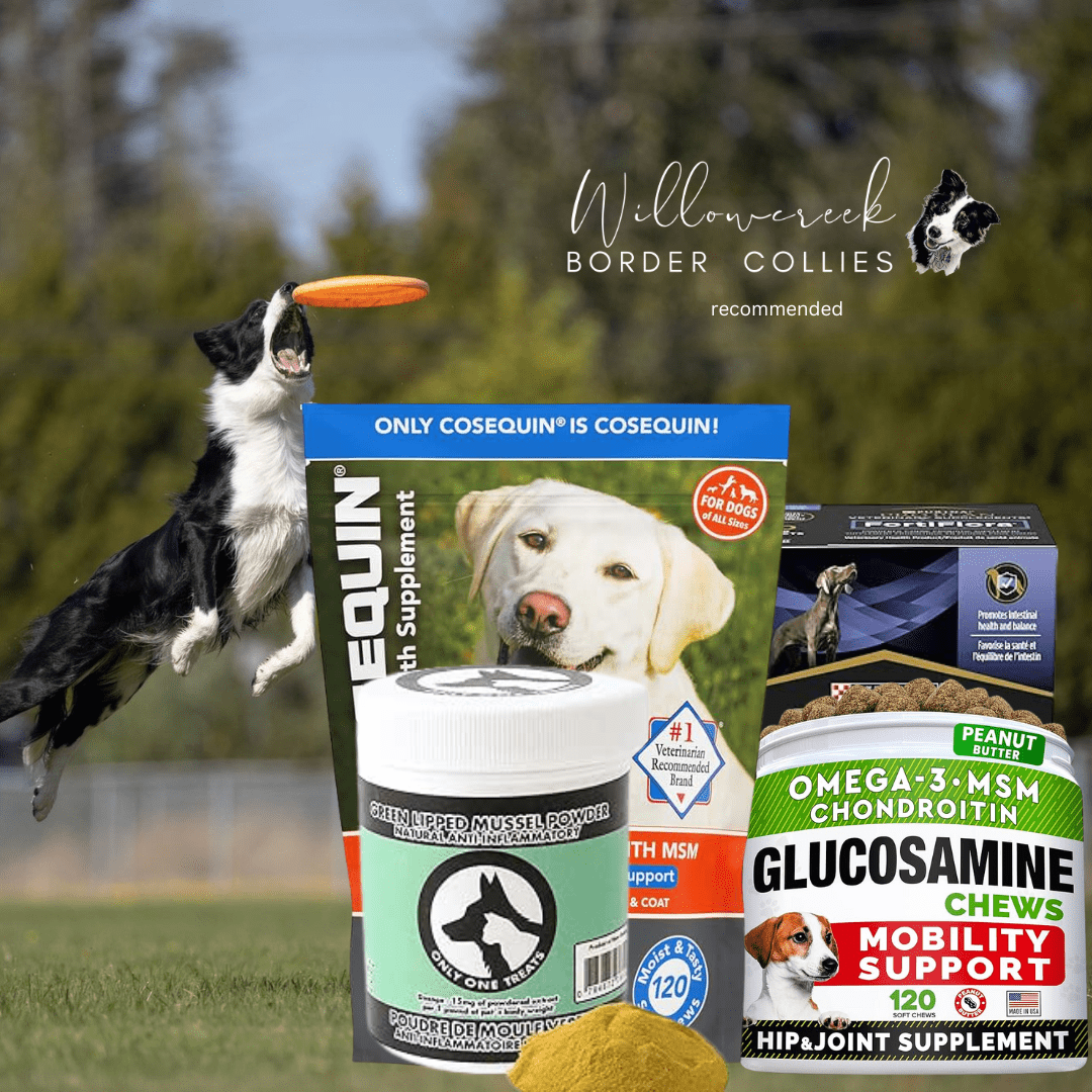 Best Vitamins and Supplements for your Border Collie