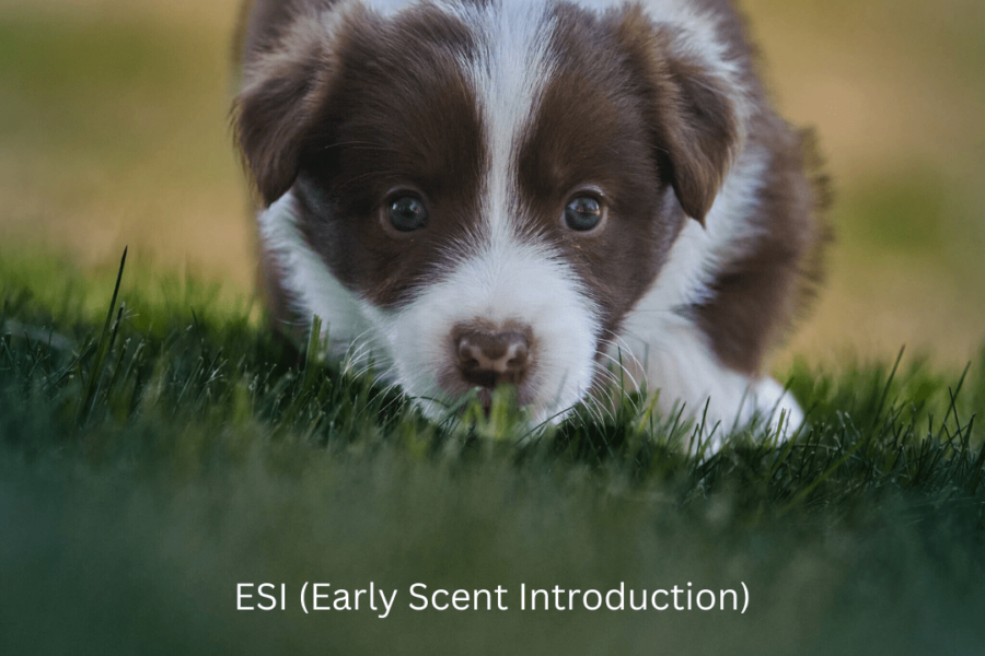 Early Scent Detection (ESI) Willowcreek Border Collies