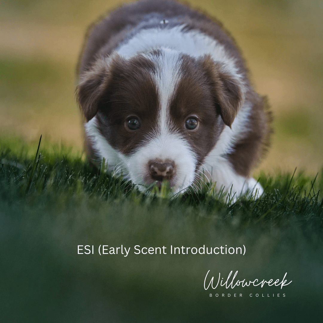 Early Scent Detection (ESI) Willowcreek Border Collies