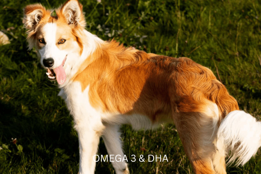 OMEGA-3 & DHA, is it good for dogs?