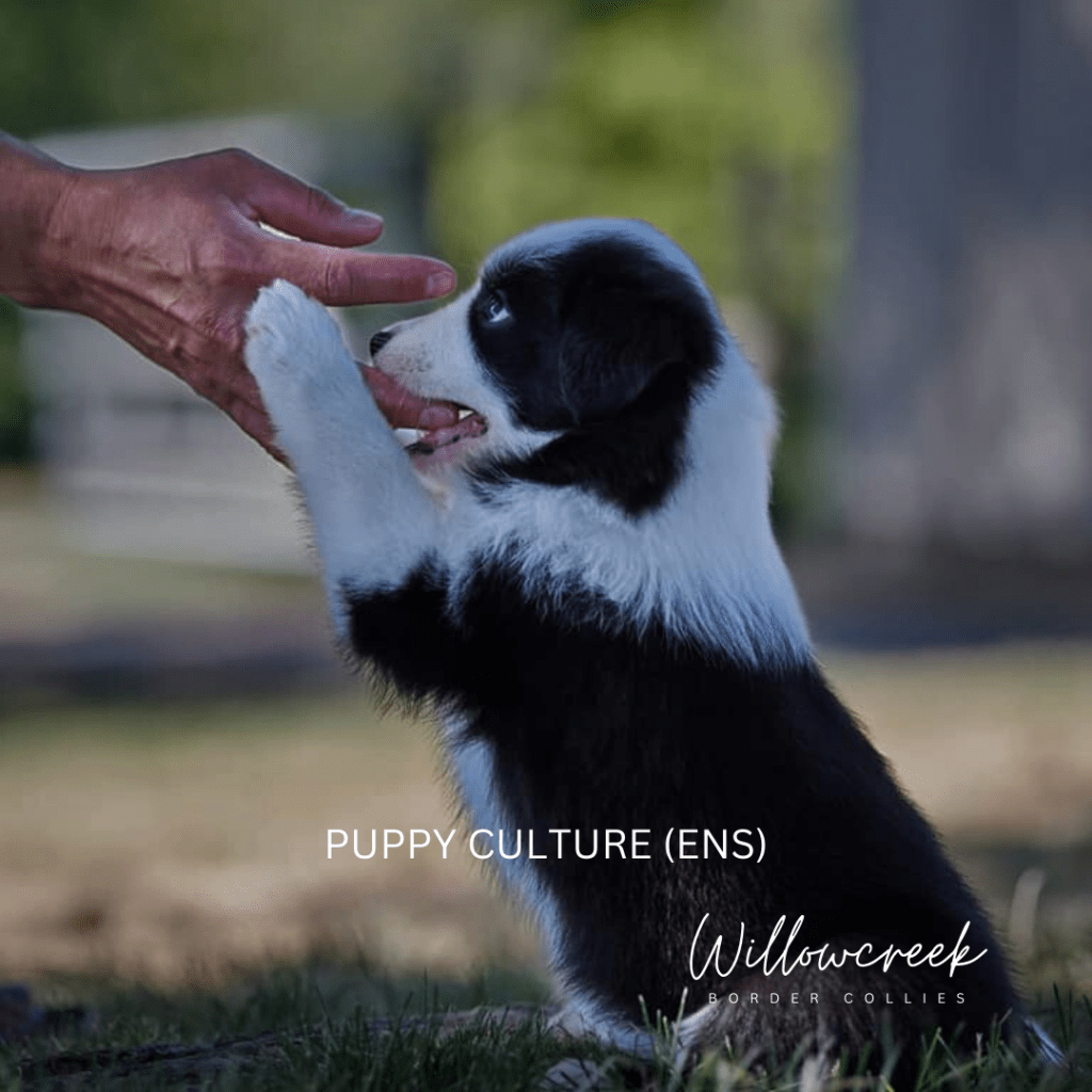 Puppy Culture & ENS