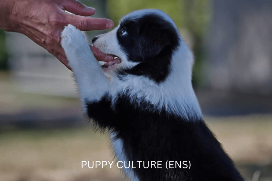 What is puppy ENS?