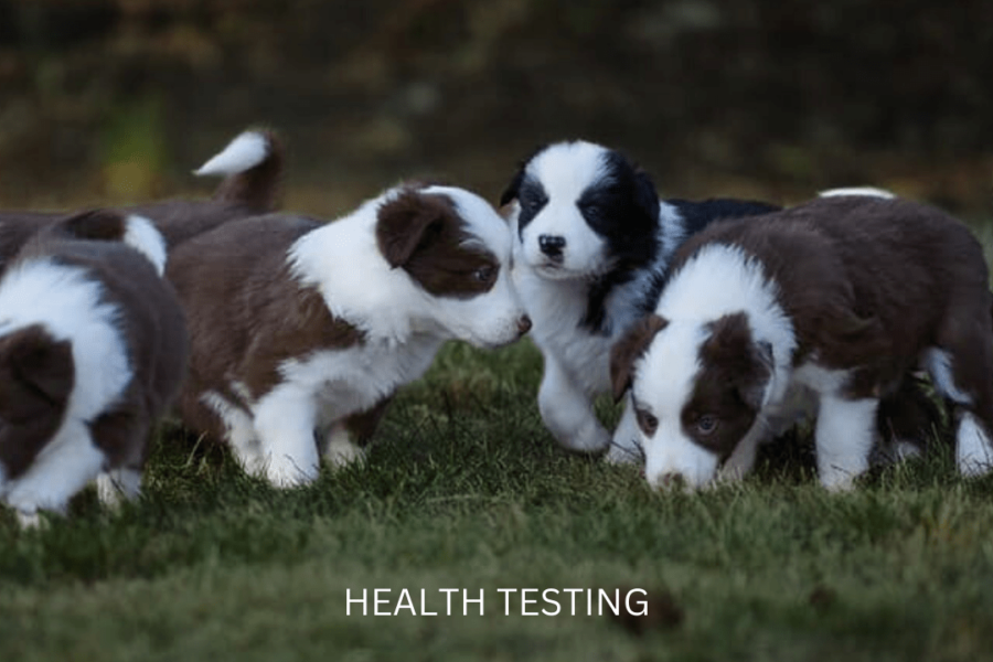Health Testing, OFA | Responsible Breeding of Border Collies