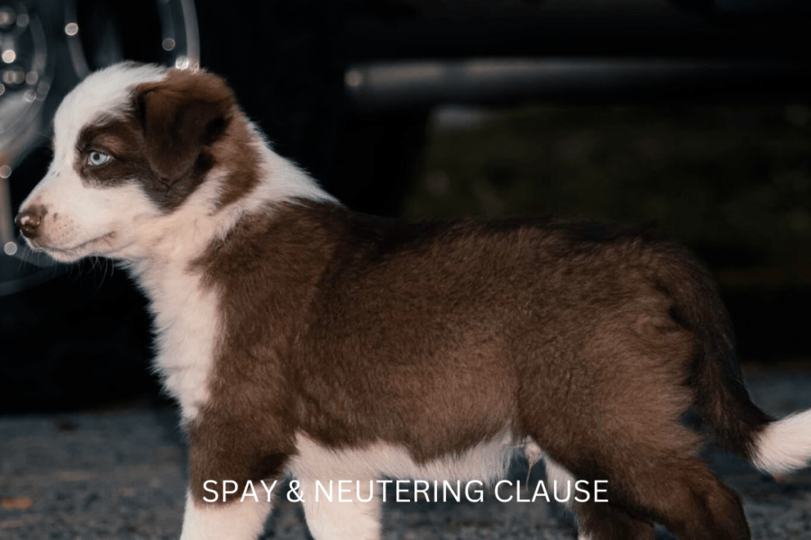 Delayed spaying and neutering in dogs