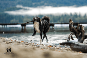 Willowcreek Border Collies | Border Collie Breeders in Canada