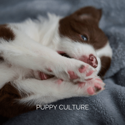 Willowcreek | Border Collie Puppies Breeding Program