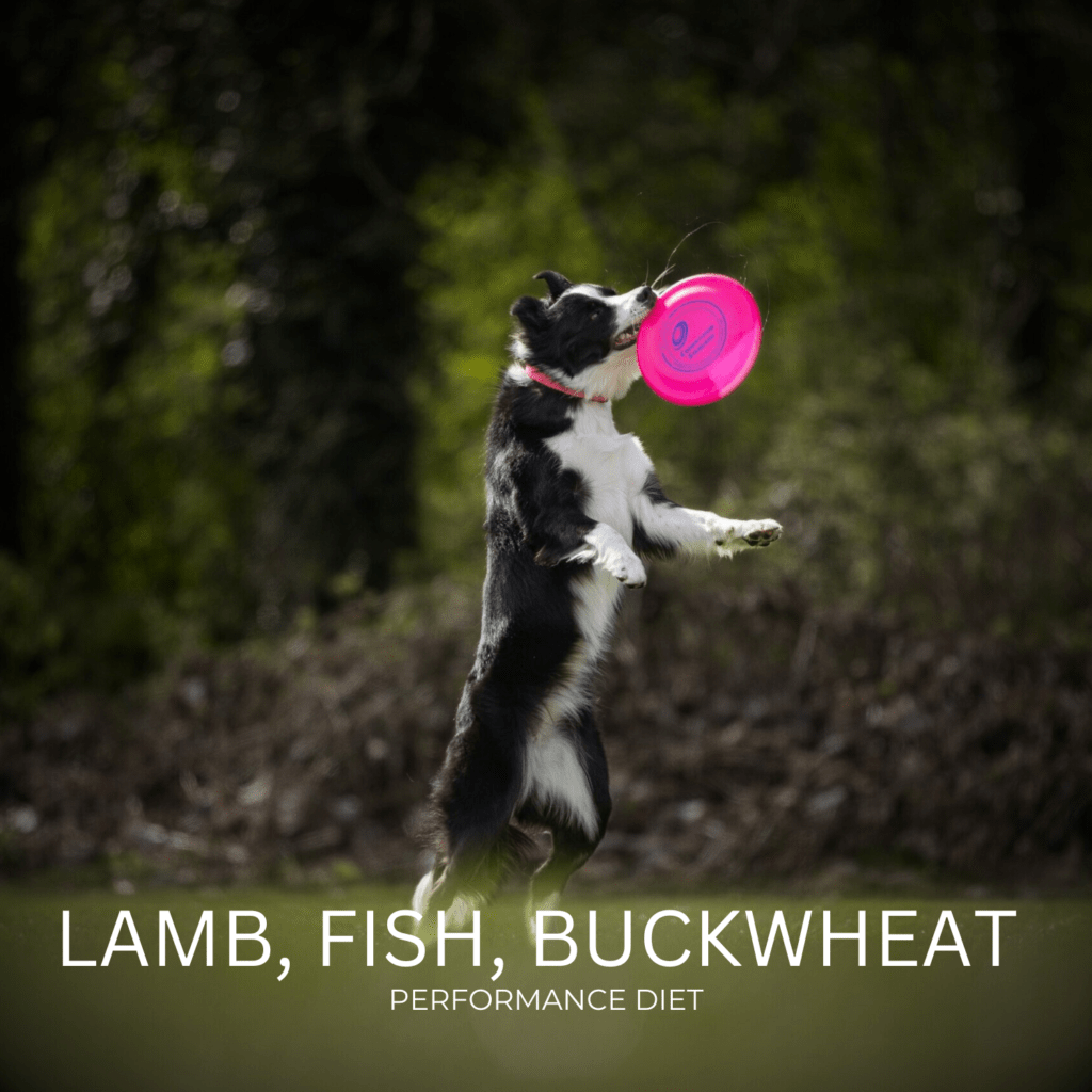 Lamb, Fish, and Buckwheat-Performance Diet