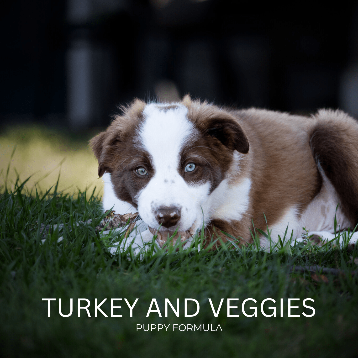 Turkey and Veggies Puppy Formula | Homecooked diets for Border Collie Puppies