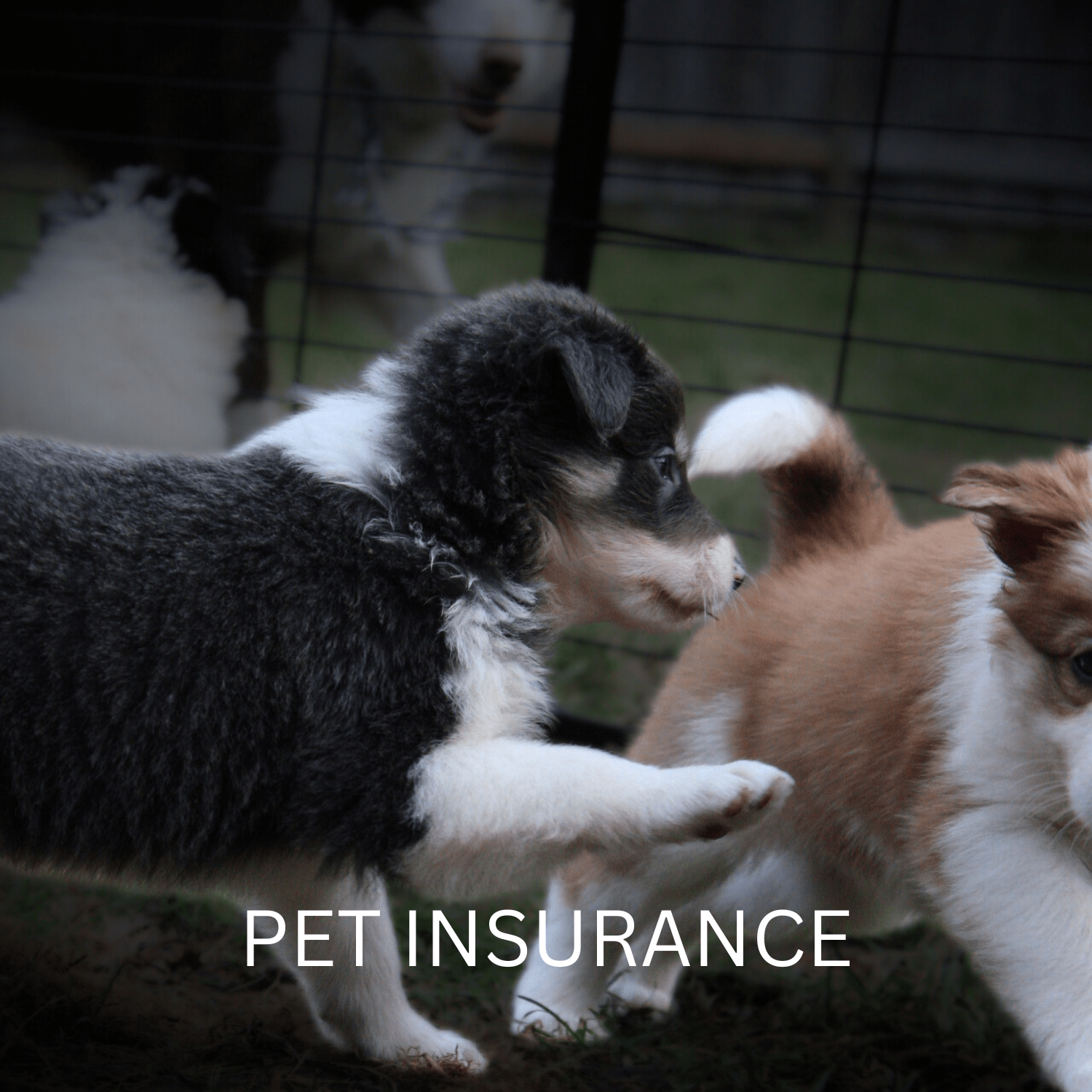 Best Dog Insurance: Trupanion Pet Insurance or Pet Secure?