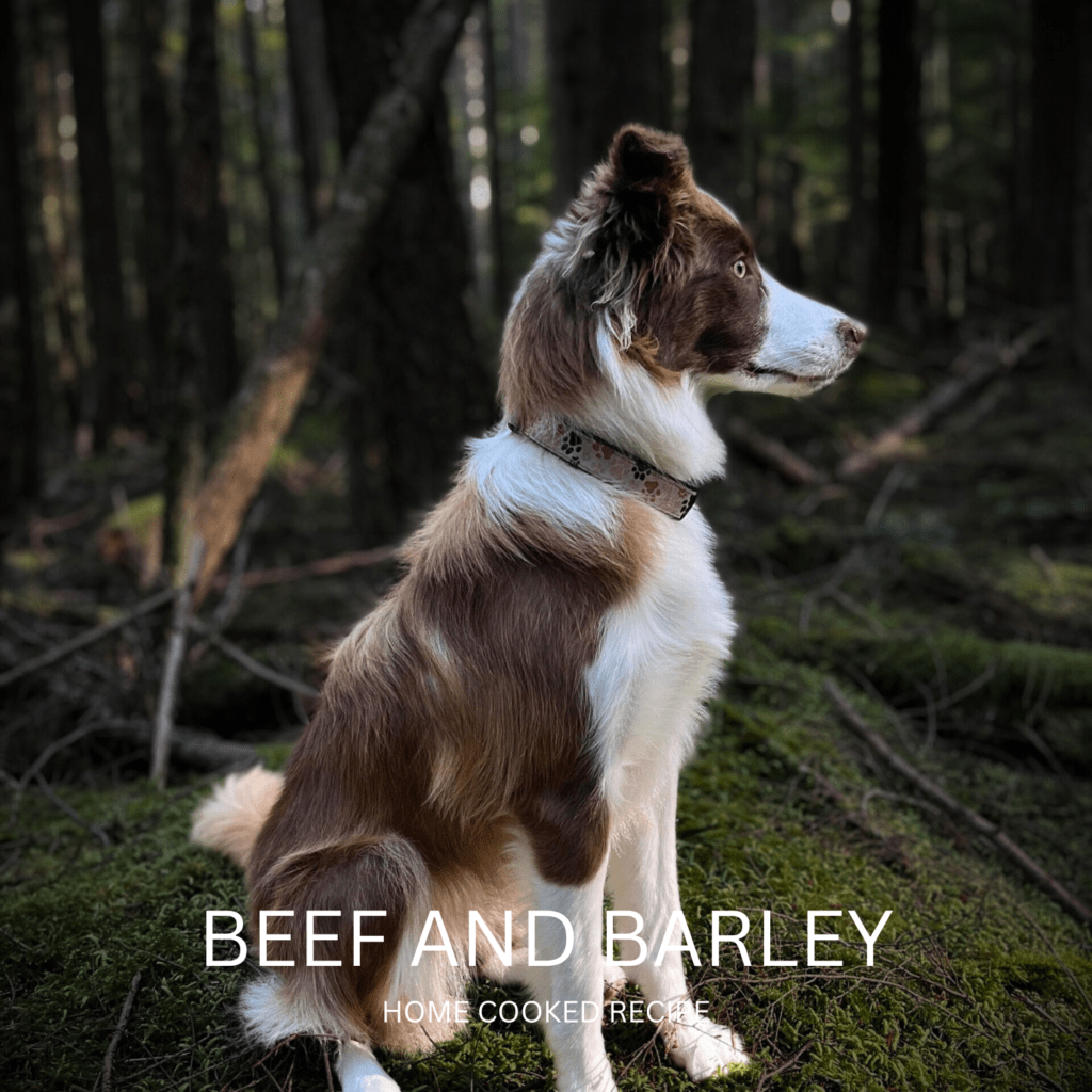 Beef and Barley Adult Maintenance | Homecooked Dog Recipe