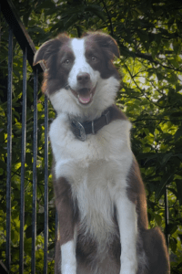 Willowcreek Border Collies | Lily