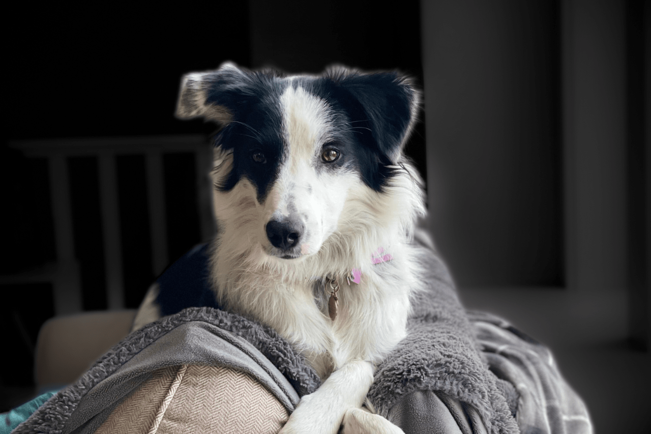Willowcreek Border Collies | Border Collie Puppies in Canada