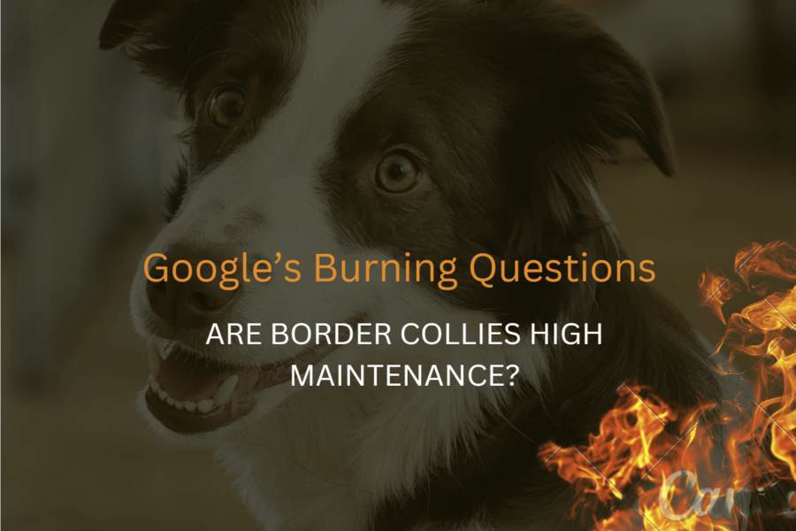 Are Border Collies High or Low Maintenance?